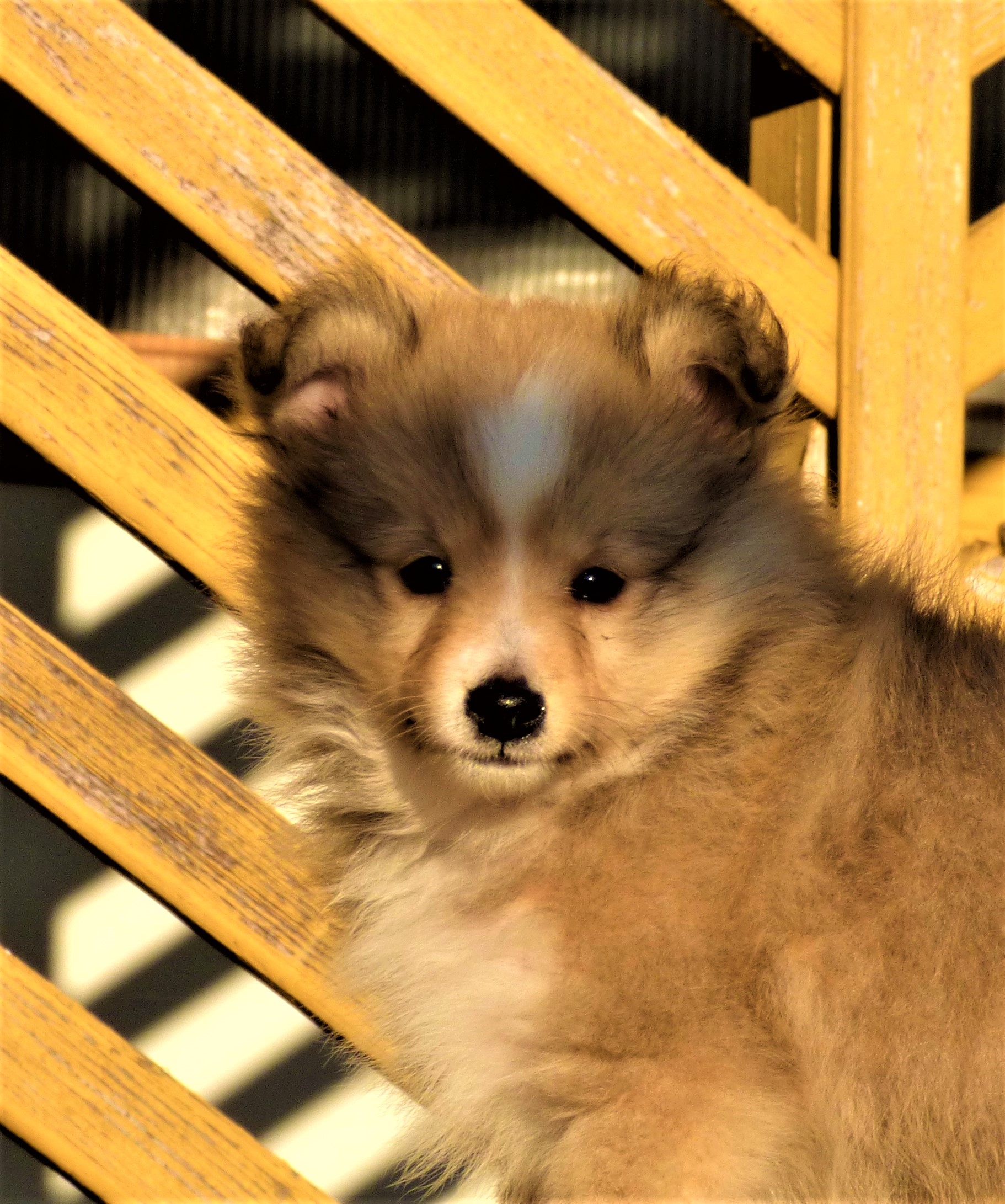 Duke Nukem BOHEMIA CLASSIC